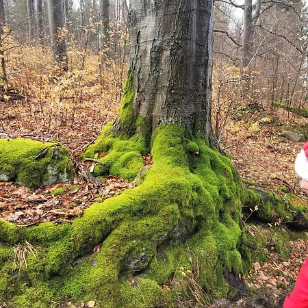Omszale Glazy Mossy Rocks Dom Na Wylacznosc Zachelmie (Jelenia Gora)